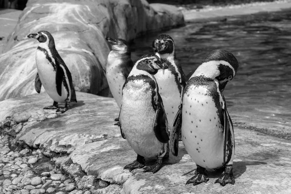 Discovering the Rich Wildlife at London Zoo