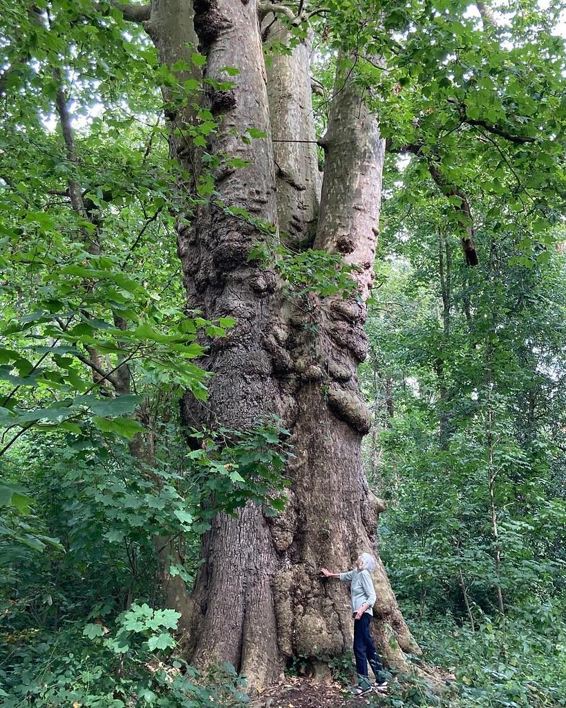 London Plane Tree: A Resilient and Low-Maintenance Urban Tree