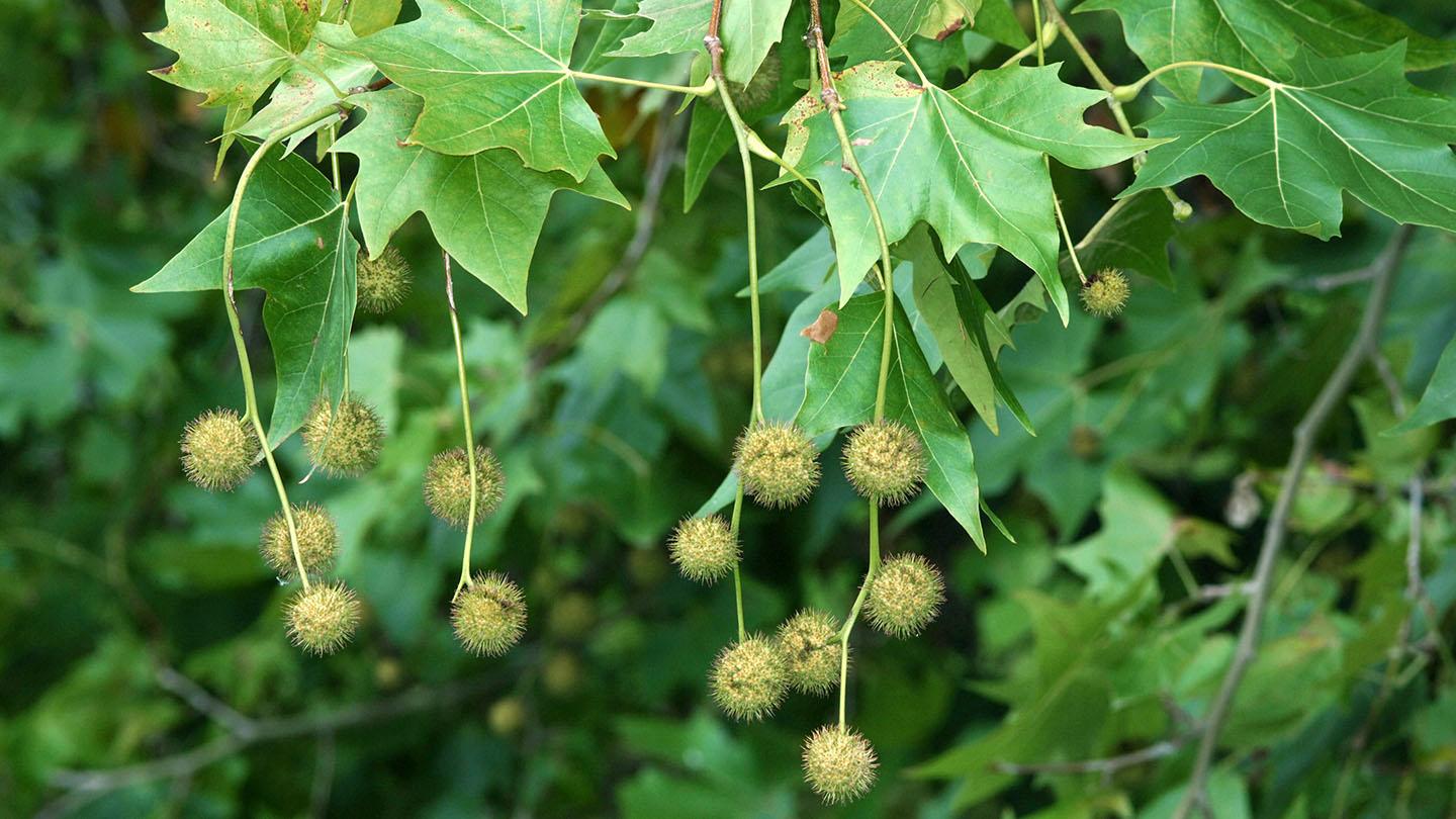 Unveiling the Unique Characteristics of London Plane‌ Tree Bark